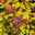Goldorange Japanspiere 'Double Play®Big Bang', Spiraea japonica, Topf 5 Liter