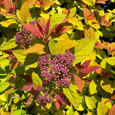 Goldorange Japanspiere 'Double Play®Big Bang', Spiraea japonica, Topf 5 Liter Goldorange Japanspiere 'Double Play®Big Bang', Spiraea japonica, Topf 5 Liter