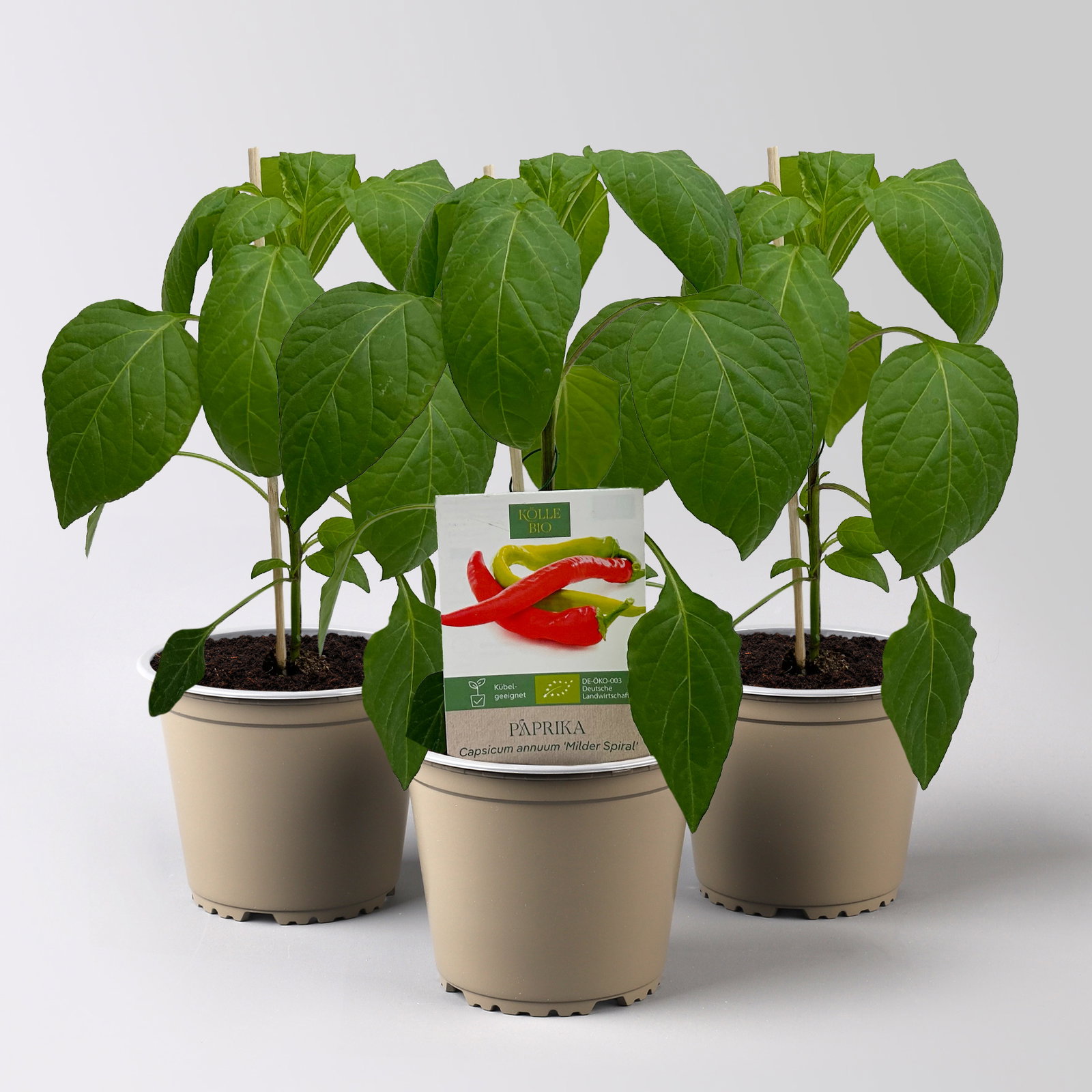 Bio Peperoni 'Milder Spiral', Topf-Ø 12 cm, 3 Pflanzen