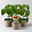 Bio Peperoni 'Milder Spiral', Topf-Ø 12 cm, 3 Pflanzen
