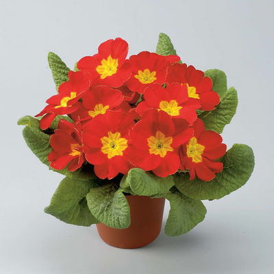 Primel rot, Topf-Ø 10,5 cm, 8 Pflanzen Primel rot, Topf-Ø 10,5 cm, 8 Pflanzen