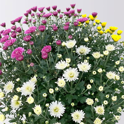 Chrysanthemen 'Trio', gelb-lila-weiß, Topf-Ø 19 cm, 2 Pflanzen Chrysanthemen 'Trio', gelb-lila-weiß, Topf-Ø 19 cm, 2 Pflanzen