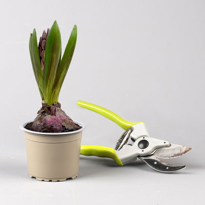 Hyazinthe, lila, vorgetrieben, Topf-Ø 9 cm, 9 Pflanzen