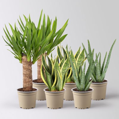 Grünpflanzenkreation  Grünpflanzenkreation