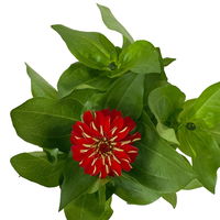 Zinnie, Farbe nach Verfügbarkeit, Topf-Ø 12 cm, 6 Pflanzen
