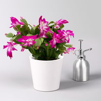 Weihnachtskaktus, lila, mit Übertopf Dallas weiß, Topf-Ø 12 cm, 2 Pflanzen