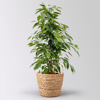 Birkenfeige 'Anastasia' im Korb Osaka, Topf-Ø 17 cm, Höhe ca. 60 cm Birkenfeige 'Anastasia' im Korb Osaka, Topf-Ø 17 cm, Höhe ca. 60 cm