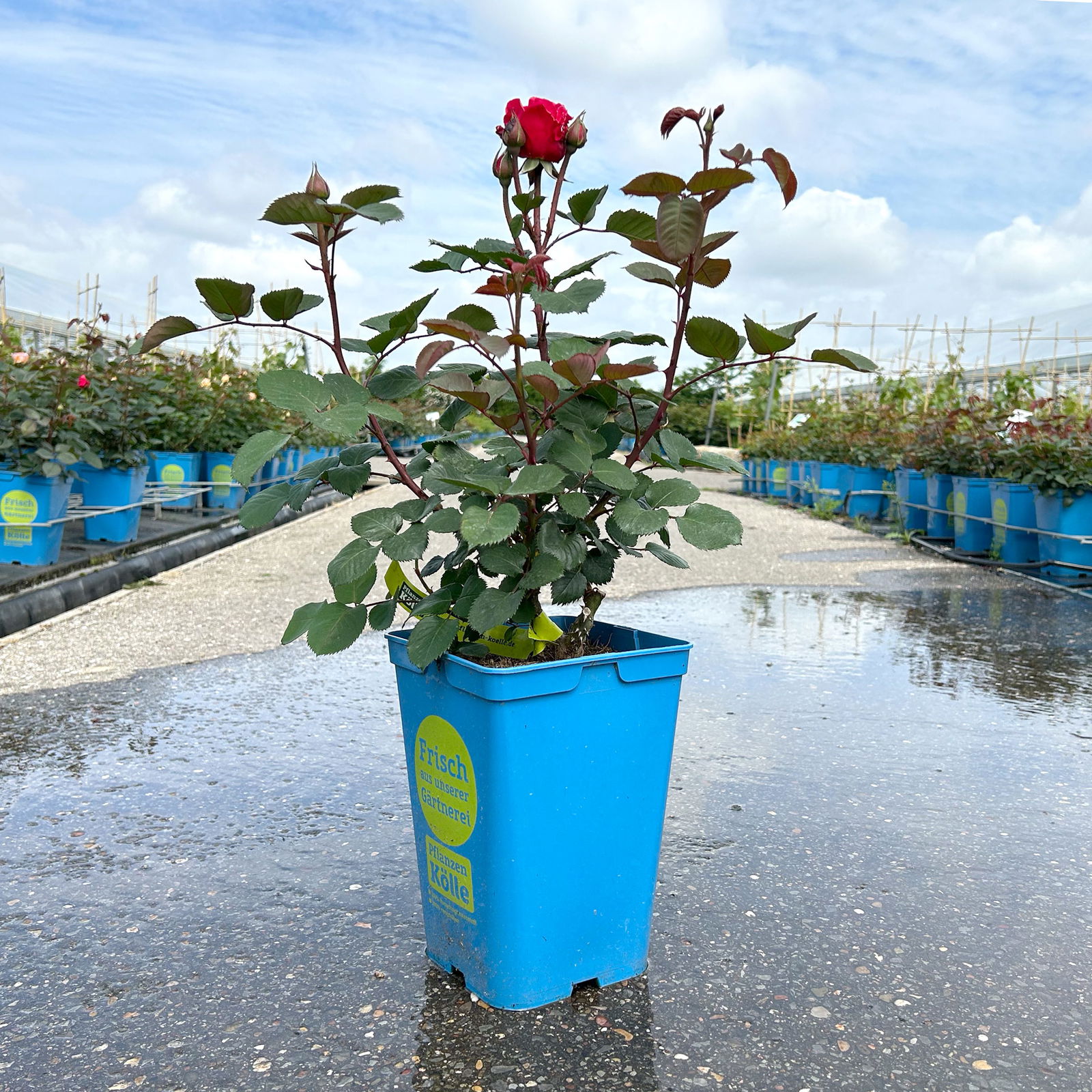 Duftende Edelrose 'Kölle's Rosensymphonie'®, kräftig pink, Topf 5 Liter