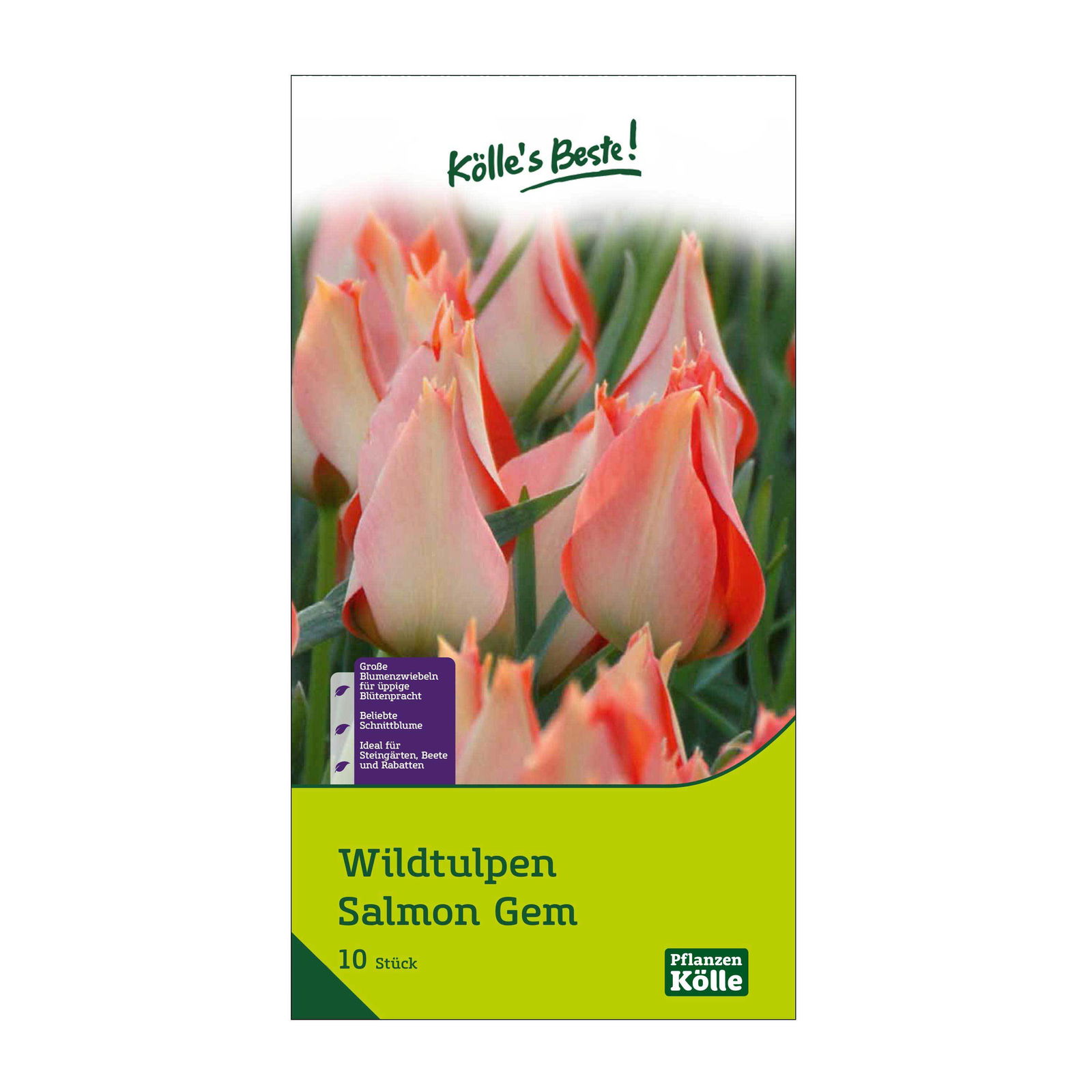 Wildtulpen Batalinii Salmon Gem weiß-lachs, 10 Blumenzwiebeln