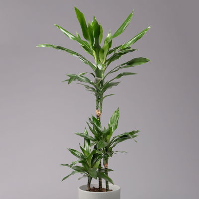 Duftender Drachenbaum 'Janet Lind', Topf-Ø 21 cm, Höhe ca. 120 cm