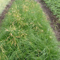 Bio Deschampsia, goldgelb, Topf 11x11 cm Bio Deschampsia, goldgelb, Topf 11x11 cm