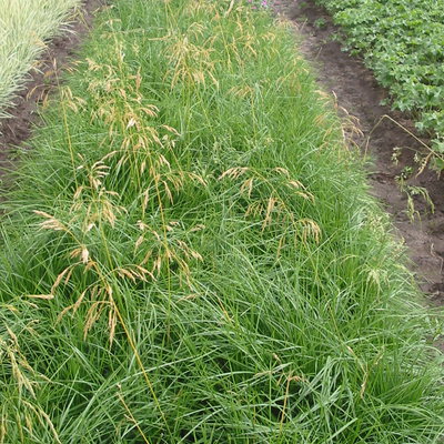 Bio Deschampsia, goldgelb, Topf 11x11 cm Bio Deschampsia, goldgelb, Topf 11x11 cm