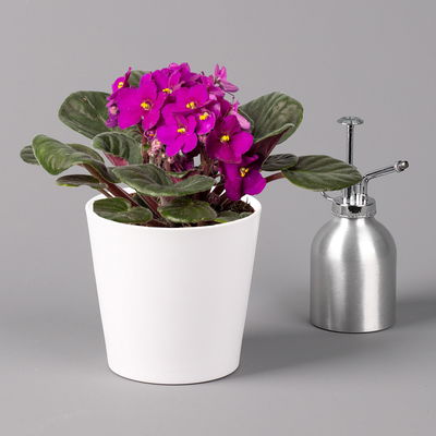 Usambaraveilchen in Keramiktopf Dallas weiß, rot, Topf-Ø 12 cm, 3er-Set