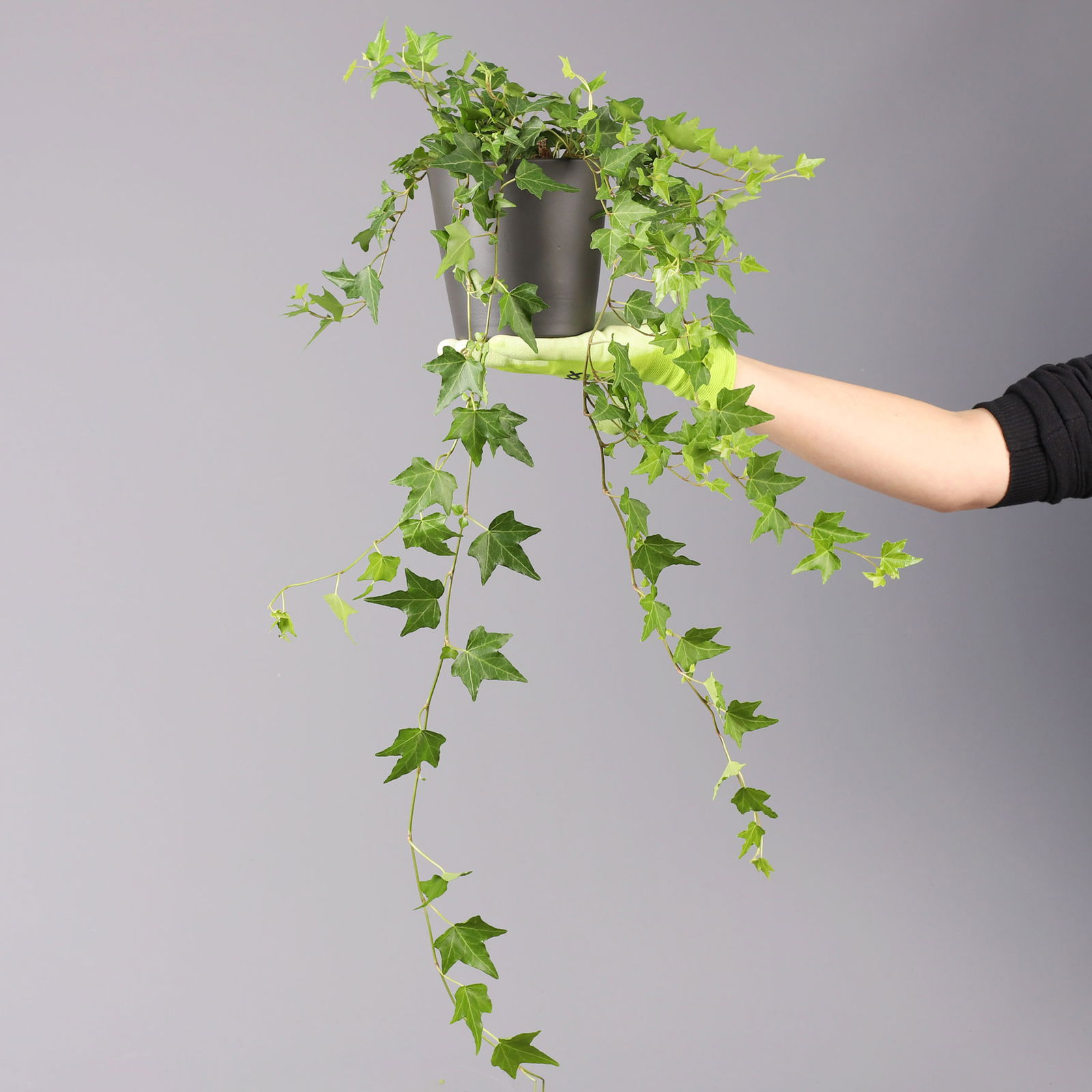 Efeu inkl. Keramiktopf Dallas anthrazit Topf-Ø 12/13 cm, 3er-Set Efeu inkl. Keramiktopf Dallas anthrazit Topf-Ø 12/13 cm, 3er-Set