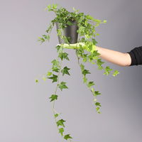 Efeu inkl. Keramiktopf Dallas anthrazit Topf-Ø 12/13 cm, 3er-Set Efeu inkl. Keramiktopf Dallas anthrazit Topf-Ø 12/13 cm, 3er-Set