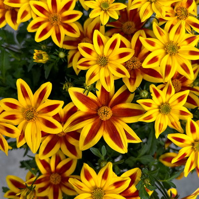 Goldmarie 'BLAZING Star' gelb mit Stern, Topf-Ø 12 cm, 6er-Set Goldmarie 'BLAZING Star' gelb mit Stern, Topf-Ø 12 cm, 6er-Set