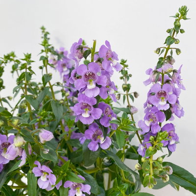 Angelonia T12 lila/blau (*) Angelonia T12 lila/blau (*)