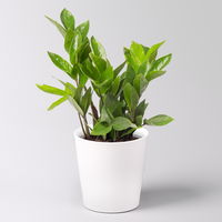 Grünpflanzenkreation 'Einsteiger-Mix', Topf-Ø 12cm + Übertopf Dallas, 4 Pflanzen