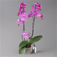 Schmetterlingsorchidee, inkl. Keramiktopf, dunkelrosa, Topf-Ø 12cm, Höhe ca 60cm