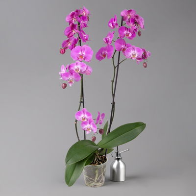 Schmetterlingsorchidee, inkl. Keramiktopf, dunkelrosa, Topf-Ø 12cm, Höhe ca 60cm Schmetterlingsorchidee, inkl. Keramiktopf, dunkelrosa, Topf-Ø 12cm, Höhe ca 60cm