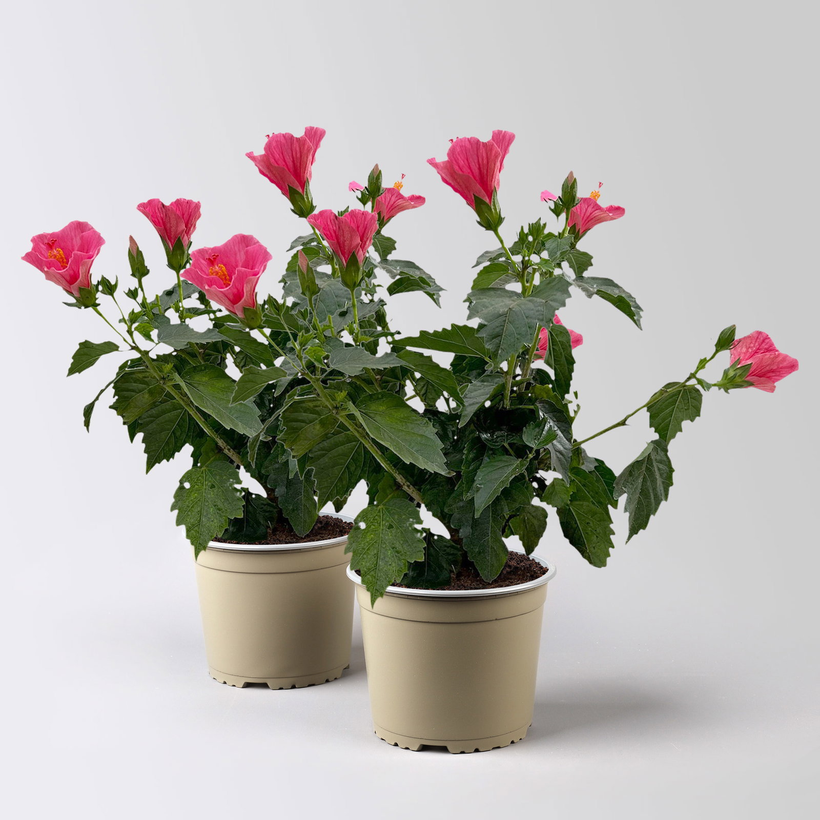 Hibiskus, rosa, Busch, Topf-Ø 17 cm, 2 Pflanzen