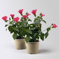 Hibiskus, rosa, Busch, Topf-Ø 17 cm, 2 Pflanzen