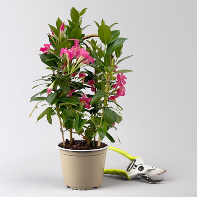 Dipladenie 'Pink Star' rosa-weiß, Doppelbogen, Topf-Ø 14 cm, 2 Pflanzen Dipladenie 'Pink Star' rosa-weiß, Doppelbogen, Topf-Ø 14 cm, 2 Pflanzen