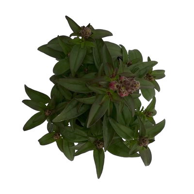 Löwenmäulchen rot, Topf 12 cm Ø, 6 Stück