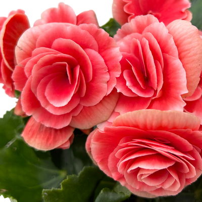 Elatior-Begonie elatior 'Borias®', rosa-weiß, Topf-Ø 14 cm, 4 Pflanzen