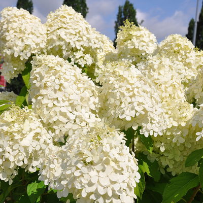 Rispenhortensie 'Phantom' im 5 l Topf Rispenhortensie 'Phantom' im 5 l Topf