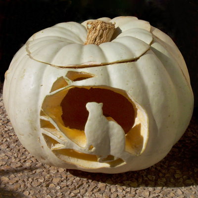 Speisekürbis Halloween weiß Speisekürbis Halloween weiß