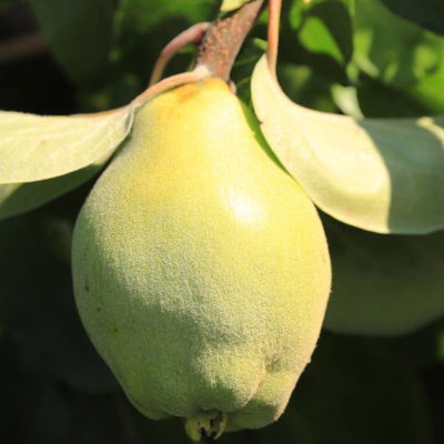 Bio Birnenquitte 'Cydora Robusta'Ⓢ, Topf 10 Liter Bio Birnenquitte 'Cydora Robusta'Ⓢ, Topf 10 Liter