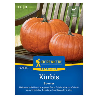Kürbis 'Boomer', orange, ca. 7 Gemüsesamen Kürbis 'Boomer', orange, ca. 7 Gemüsesamen