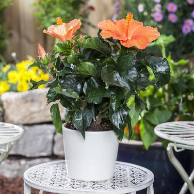 Hibiskus, orange, Topf-Ø 13 cm, Höhe ca. 35 cm, 2 Pflanzen Hibiskus, orange, Topf-Ø 13 cm, Höhe ca. 35 cm, 2 Pflanzen