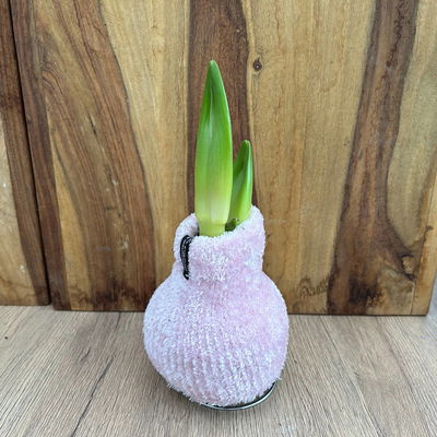 Amaryllis in Wachs, Dekor 'Pullover Cozy Fluffy' nach Verfügbarkeit, Blüte weiß Amaryllis in Wachs, Dekor 'Pullover Cozy Fluffy' nach Verfügbarkeit, Blüte weiß