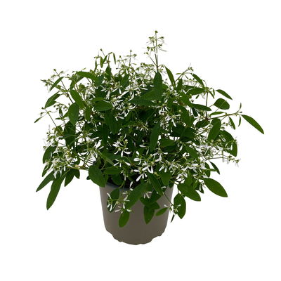 Zauberschnee™ 'Diamond Frost™' weiß, Topf-Ø 12 cm, 6er-Set