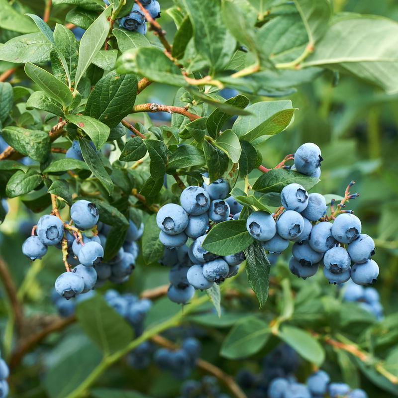 Heidelbeere Vaccinium corymbosum 'Elisabeth' online kaufen PflanzenKölle