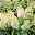 Rispenhortensien-Kollektion 'Weiss' (Hydrangea paniculata), 3er-Set, Topf 4,6 l