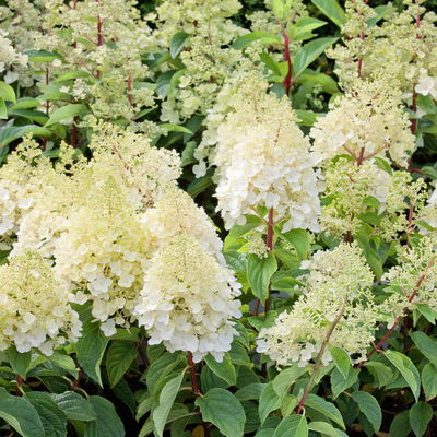 Rispenhortensien-Kollektion 'Weiss' (Hydrangea paniculata), 3er-Set, Topf 4,6 l Rispenhortensien-Kollektion 'Weiss' (Hydrangea paniculata), 3er-Set, Topf 4,6 l