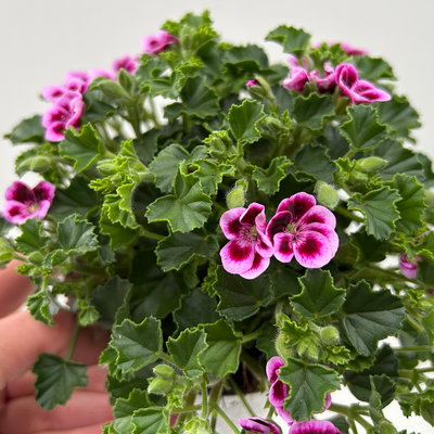 Duftgeranie 'Angel Aroma®Jady®', pink-bordeaux, Topf-Ø 12 cm, 6 Pflanzen
