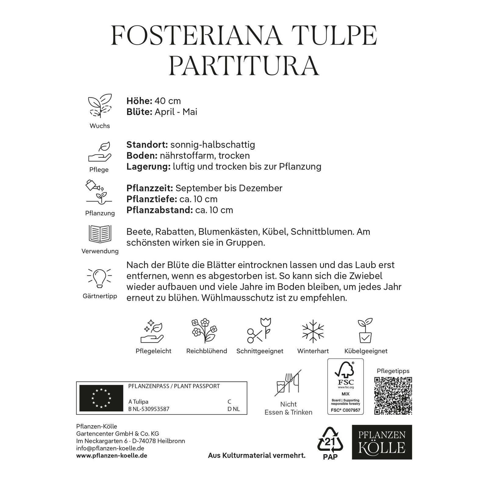 Fosteriana-Tulpe 'Partitura®', gelb, 7 Blumenzwiebeln