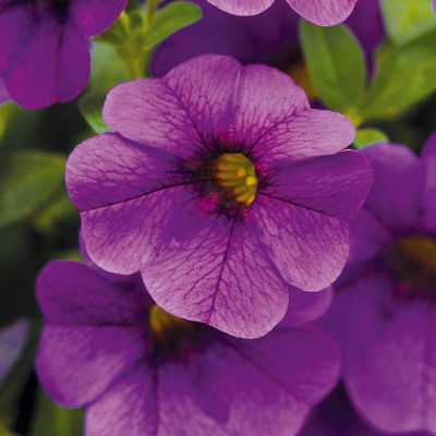 Zauberglöckchen, blau, Topf-Ø 12 cm, 6 Pflanzen