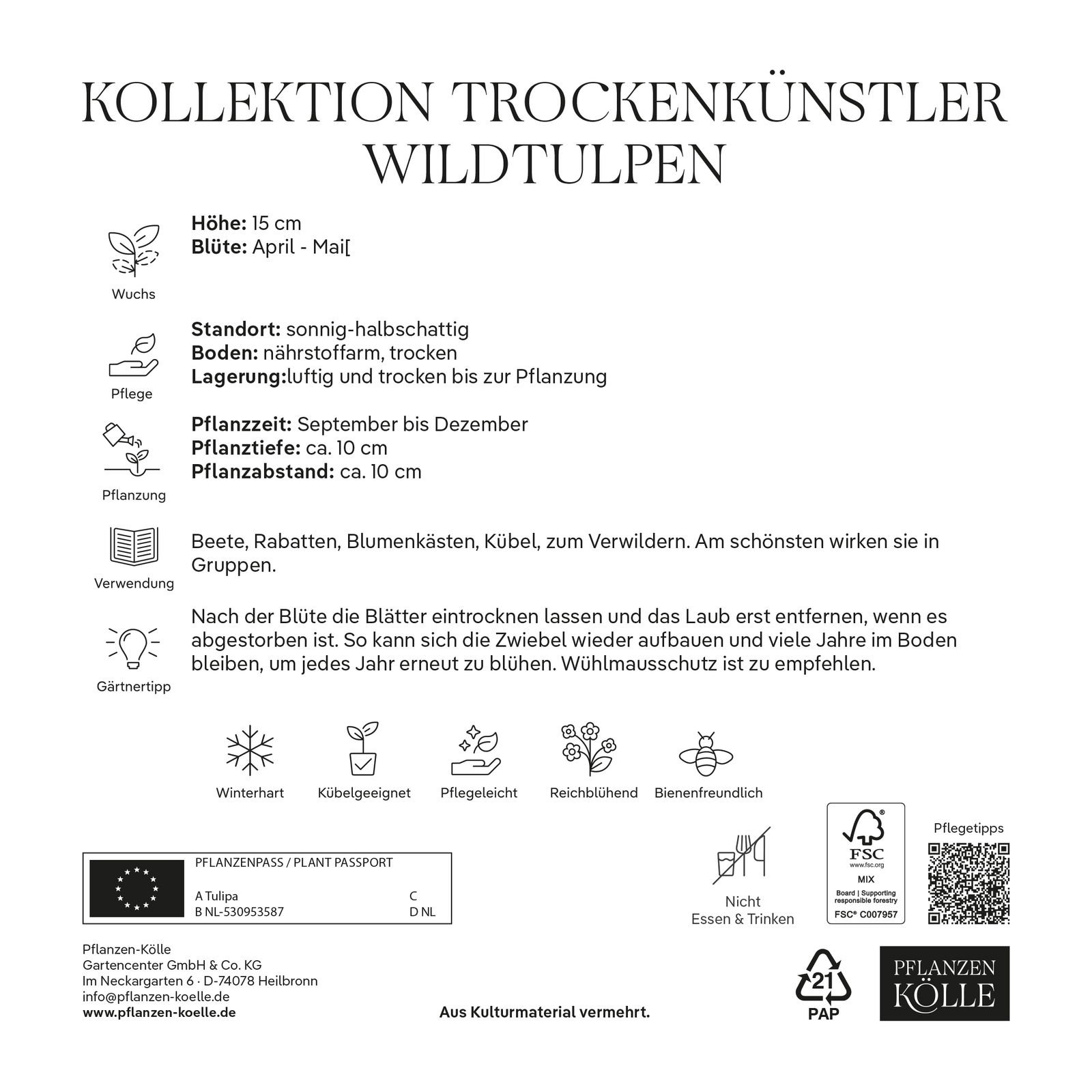 Wildtulpen Kollektion 'Trockenkünstler', 100 Blumenzwiebeln, Größe 6/+