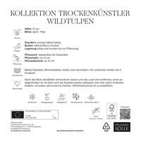 Wildtulpen Kollektion 'Trockenkünstler', 100 Blumenzwiebeln, Größe 6/+