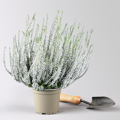 Knospenheide 'Picasso' gefärbt, Farben zufällig, Topf-Ø 12 cm, 6 Pflanzen Knospenheide 'Picasso' gefärbt, Farben zufällig, Topf-Ø 12 cm, 6 Pflanzen