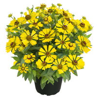 Sonnenbraut 'Helias Yellow' gelb, Höhe 80 cm, Topf 3 Liter