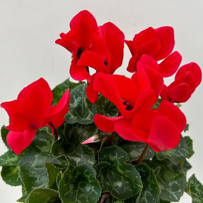 Alpenveilchen 'Meine Beste', rot, Topf-Ø 13 cm, 3 Pflanzen Alpenveilchen 'Meine Beste', rot, Topf-Ø 13 cm, 3 Pflanzen