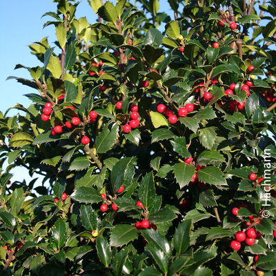 Heckenilex 'Heckenfee'®, Stechpalme, 50er-Set, Höhe 40-50 cm, Topf 5 Liter