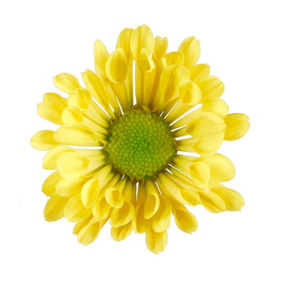 Chrysanthemen 'Swifty', gelb, Topf-Ø 10,5 cm, 6 Pflanzen Chrysanthemen 'Swifty', gelb, Topf-Ø 10,5 cm, 6 Pflanzen
