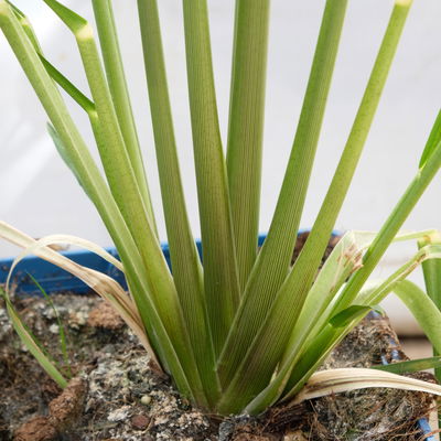 Bio Pampasgras 'Pumila', Topf 5 Liter